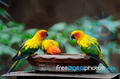 Sun Conure Stock Photo