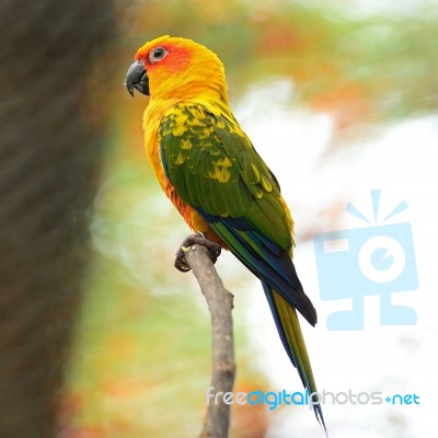 Sun Conure Stock Photo