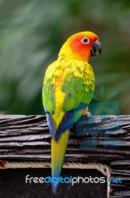 Sun Conure Stock Photo