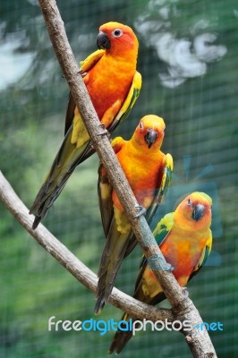 Sun Conure Stock Photo