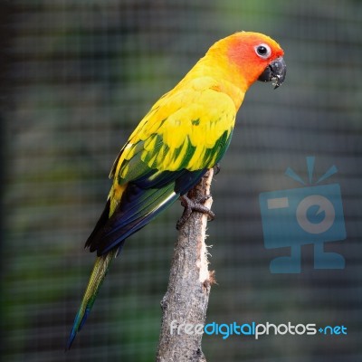 Sun Conure Stock Photo