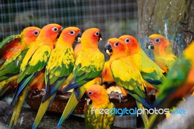 Sun Conure Stock Photo