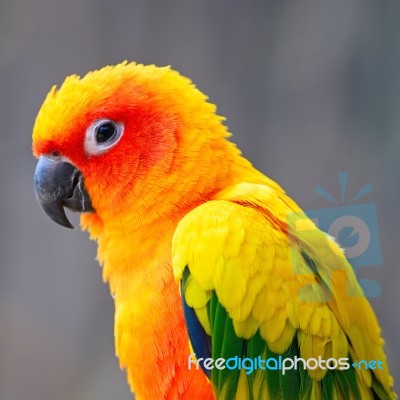 Sun Conure Stock Photo