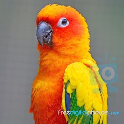 Sun Conure Stock Photo