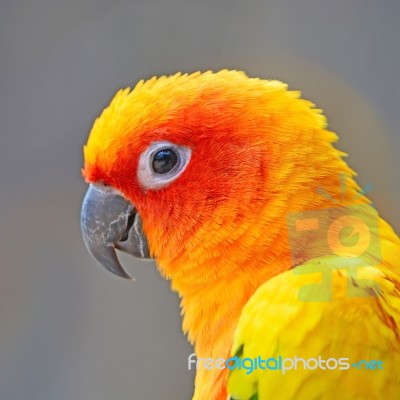 Sun Conure Stock Photo