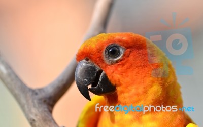 Sun Conure Stock Photo