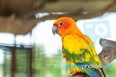 Sun Conure Parrot Stock Photo