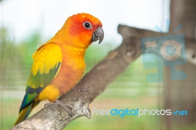 Sun Conure Parrot Stock Photo