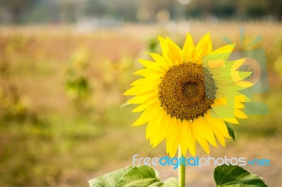 Sun Flower Field For Background Stock Photo