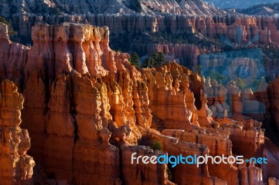 Sun Kissed Hoodoos And Pine Trees In Bryce Canyon Stock Photo