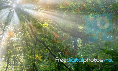 Sun Rays Stock Photo