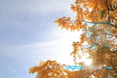 Sun Shines On Tree With Yellow Leaves Stock Photo