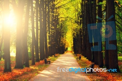 Sun Shining On Alley In Autumn Park Stock Photo