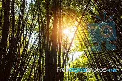 Sun Shining On Bamboo Stock Photo