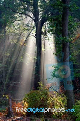 Sunbeam Stock Photo