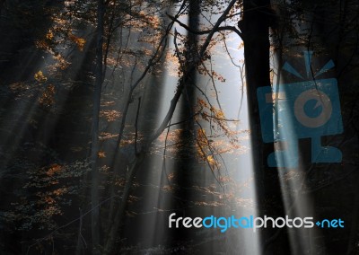 Sunbeams In Misty Forest Stock Photo