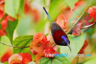 Sunbird Stock Photo