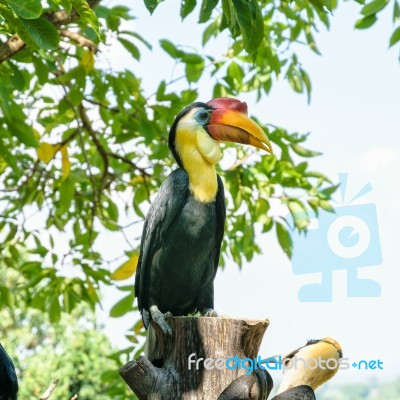 Sunda Wrinkled Hornbill In Thailand Stock Photo