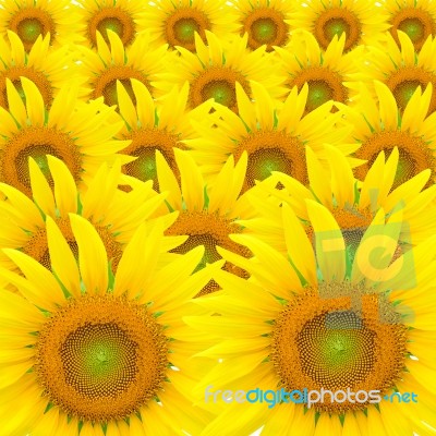 Sunflower Stock Photo