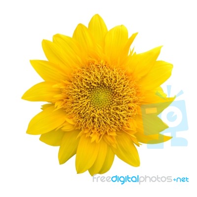 Sunflower Stock Photo