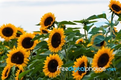 Sunflower Stock Photo