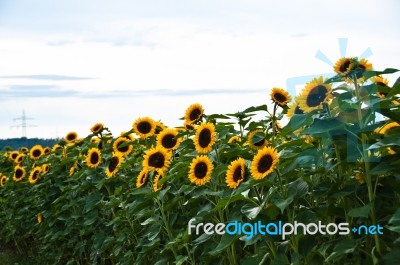 Sunflower Stock Photo