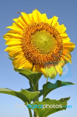 Sunflower Stock Photo