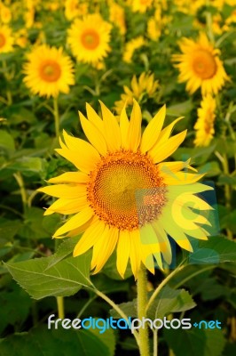 Sunflower Stock Photo