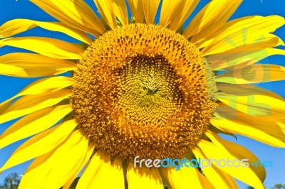 Sunflower Stock Photo