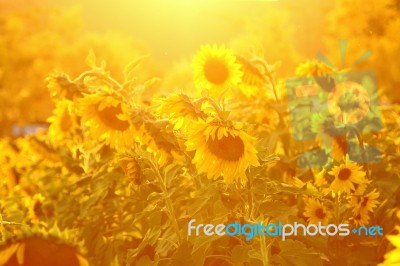 Sunflower Stock Photo