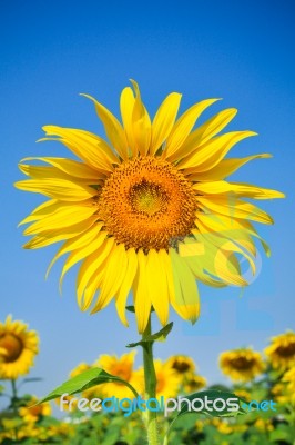 Sunflower Stock Photo