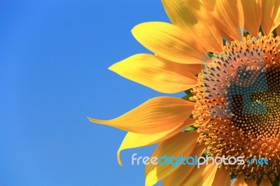 Sunflower  Stock Photo