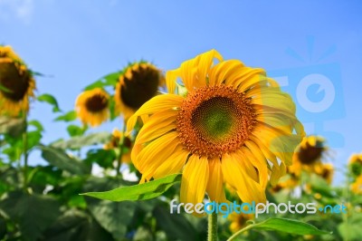 Sunflower Stock Photo