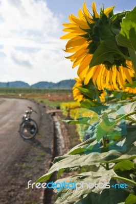 Sunflower Stock Photo