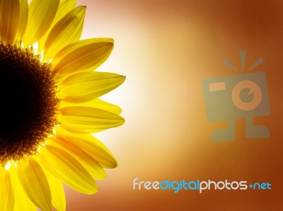 Sunflower Stock Photo