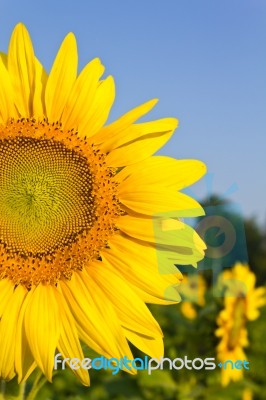 Sunflower Stock Photo