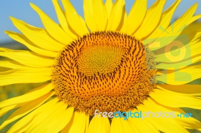 Sunflower Stock Photo