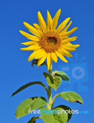 Sunflower Stock Photo