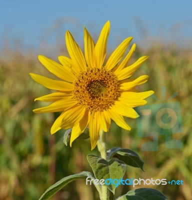 Sunflower Stock Photo