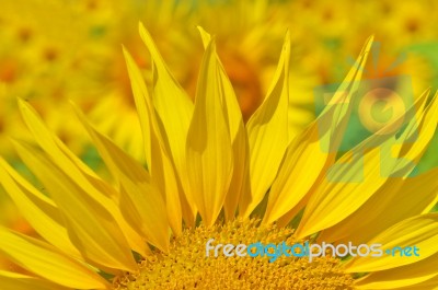 Sunflower Stock Photo