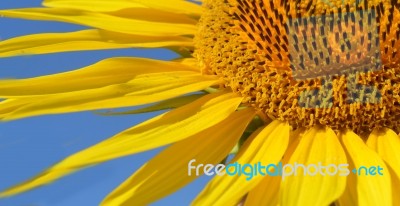 Sunflower Stock Photo