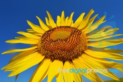 Sunflower Stock Photo