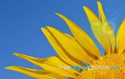 Sunflower Stock Photo