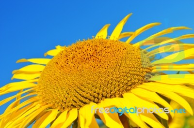 Sunflower Stock Photo