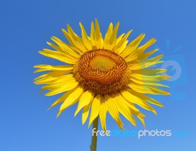 Sunflower Stock Photo