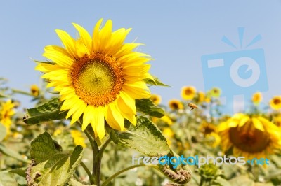 Sunflower Stock Photo