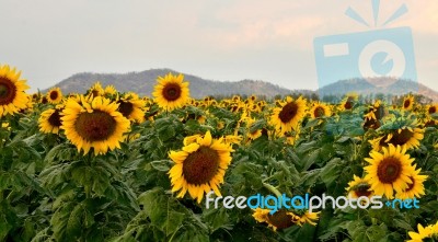 Sunflower Stock Photo