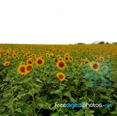 Sunflower Stock Photo