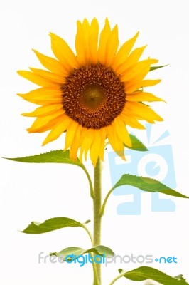 Sunflower Stock Photo