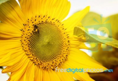 Sunflower Stock Photo